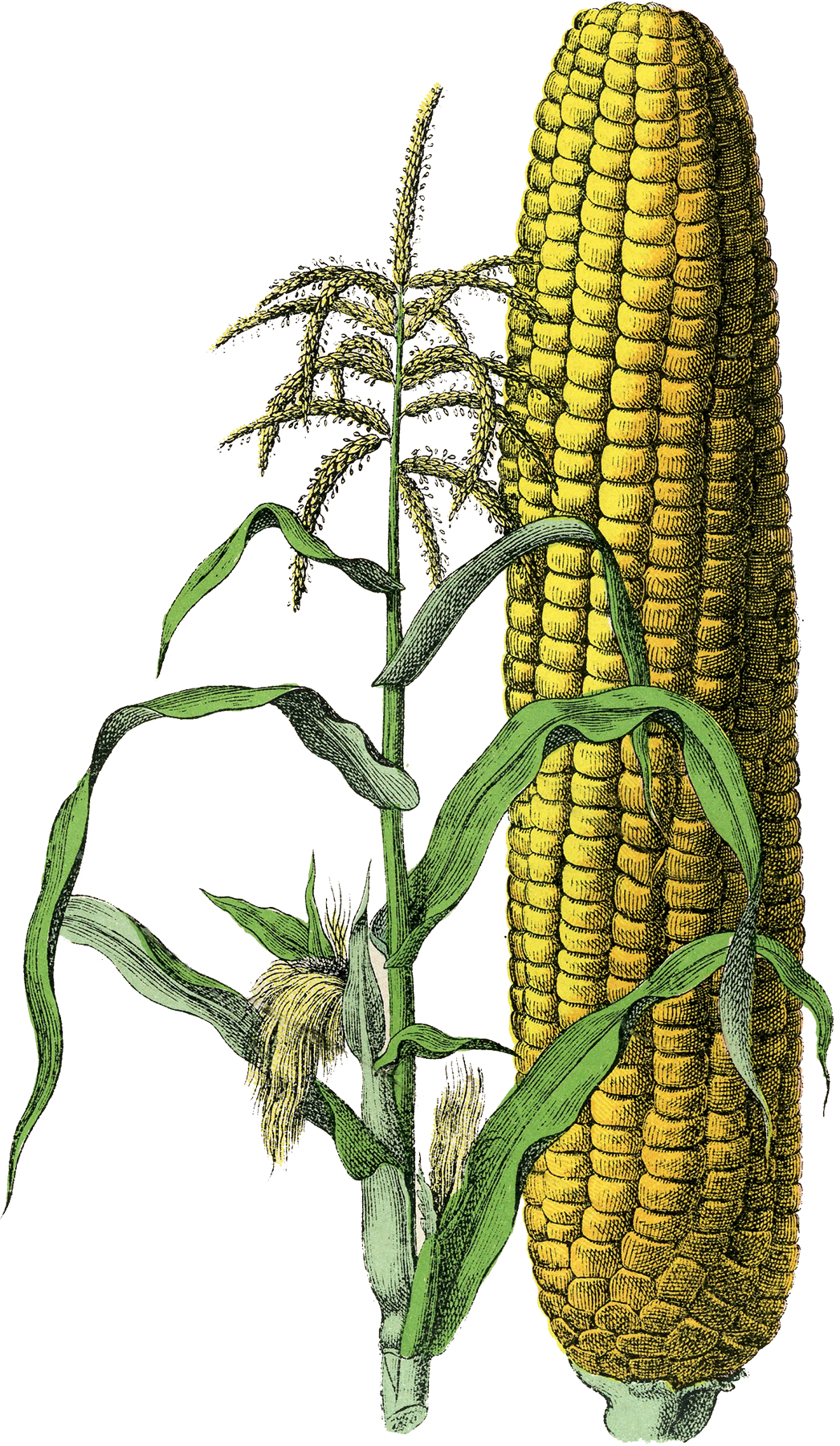 Corn on the cob Image