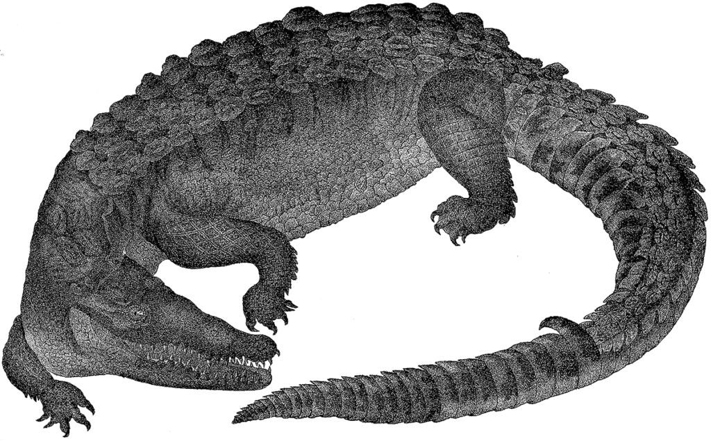 Crocodile Image