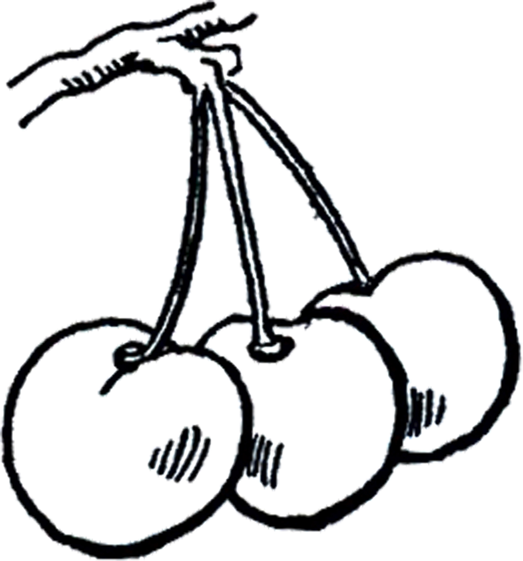 cherry clip art black and white