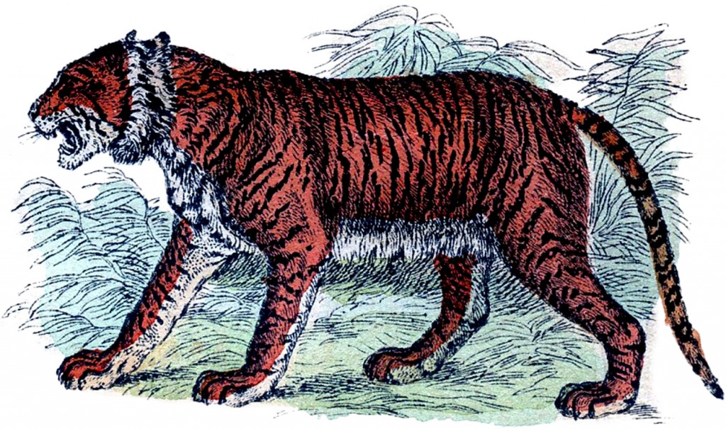 Free Vintage Tiger Clip Art