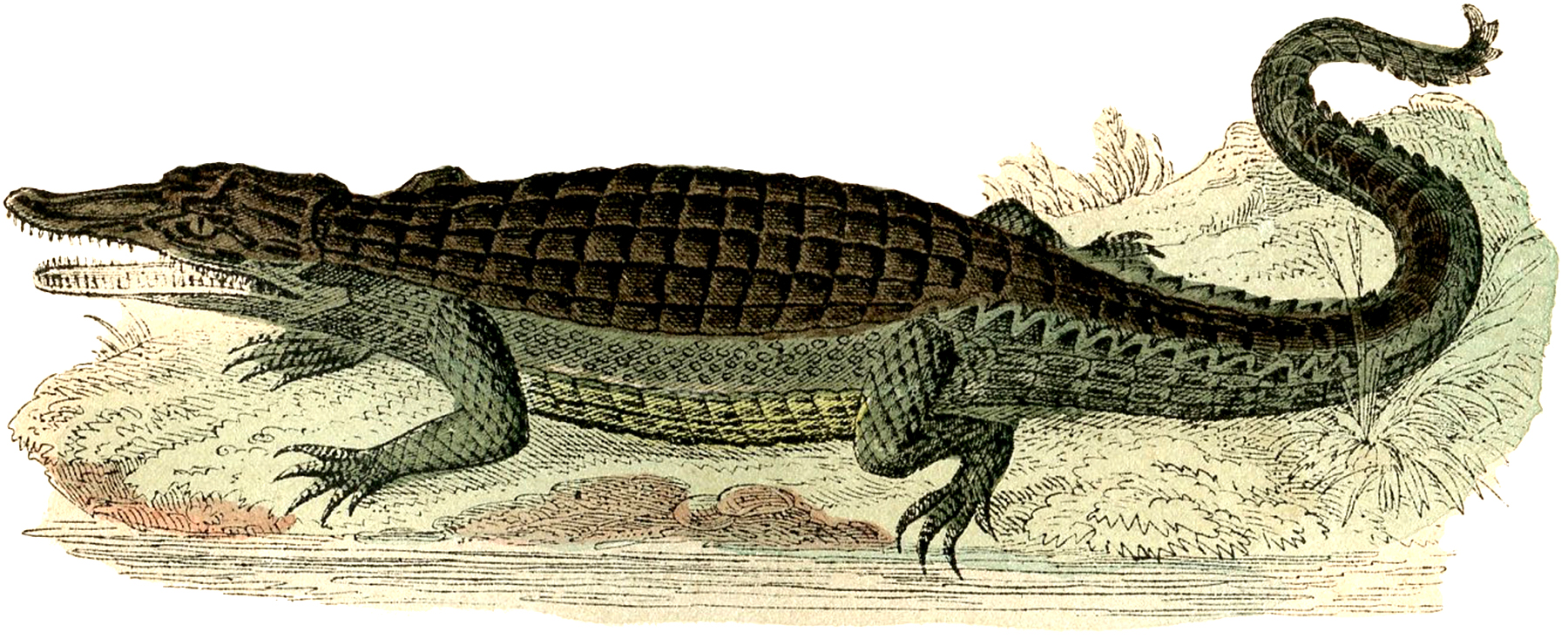 Vintage Alligator Image