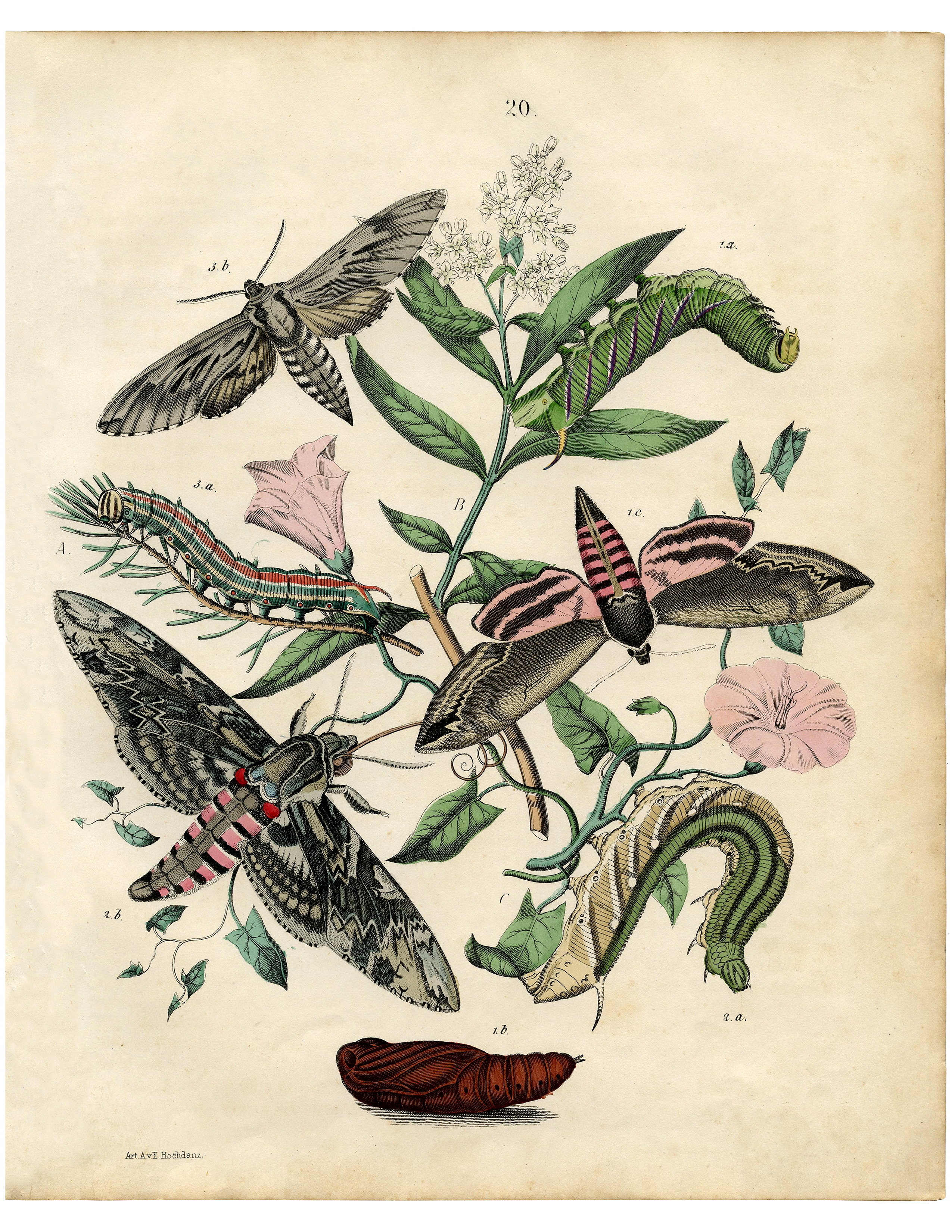 Vintage Bohemian Moth Print  The Graphics Fairy