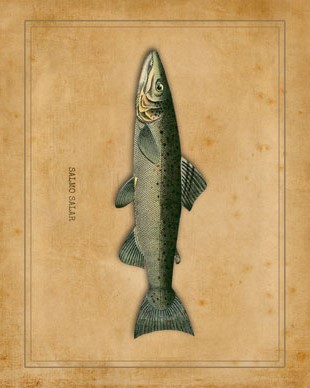 Fish lodge print
