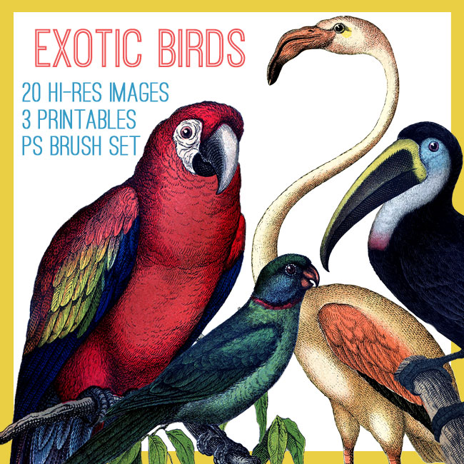 Exotic Birds Kit