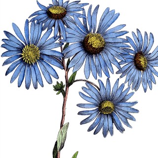 blue daisies image