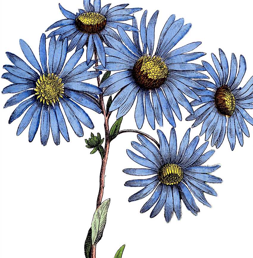 BLUE FLOWERS Mixed Media Vintage Drawing - psc.gov.ls