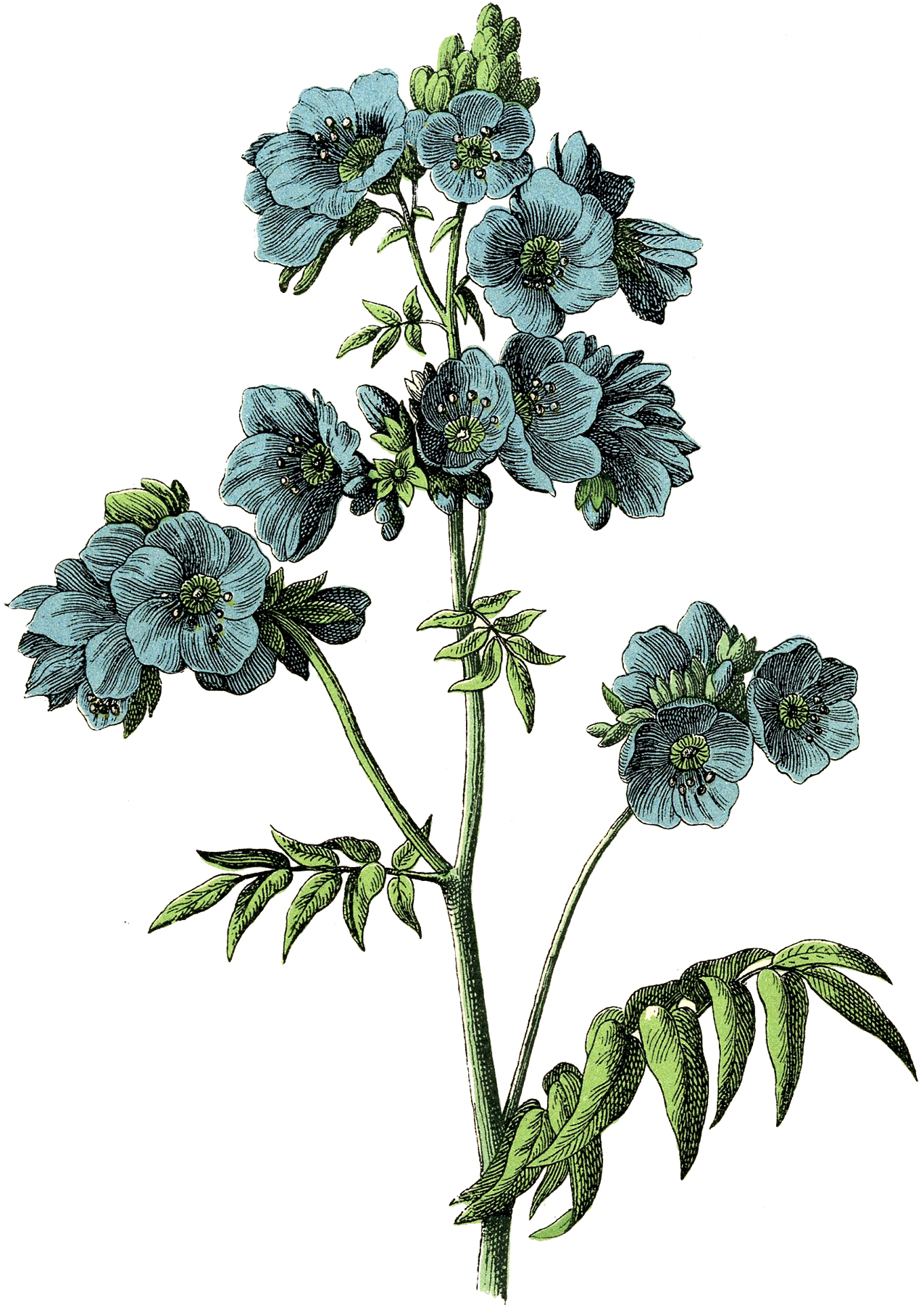 8 Blue Flowers Images Botanical! The Graphics Fairy