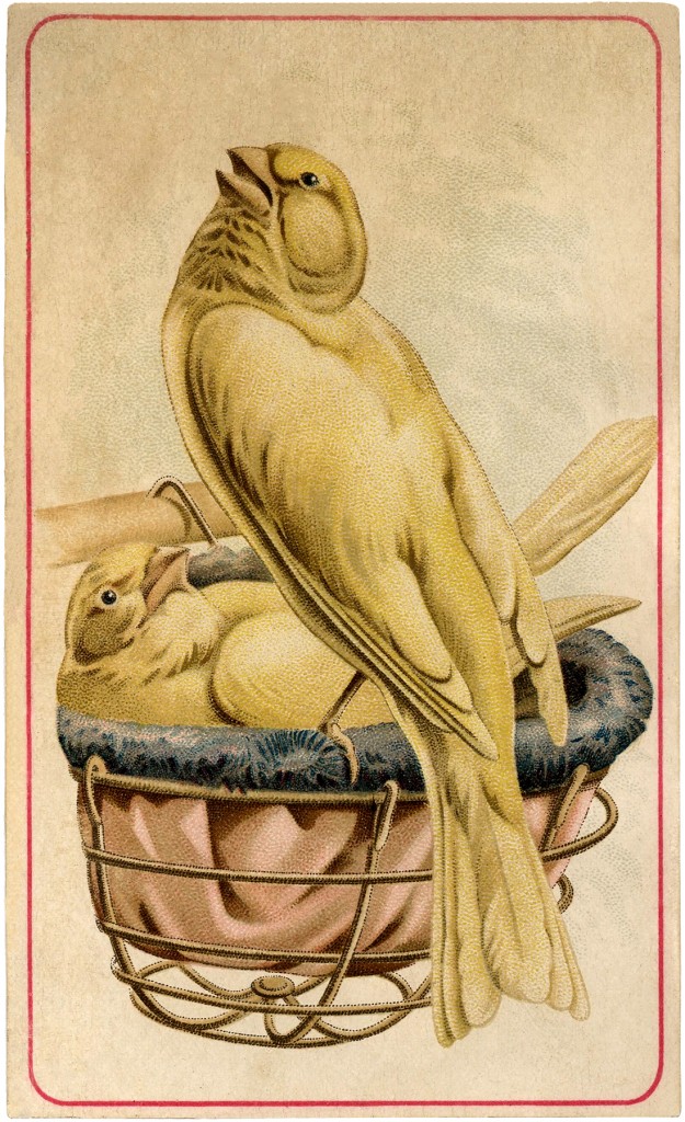 Vintage Canaries Image