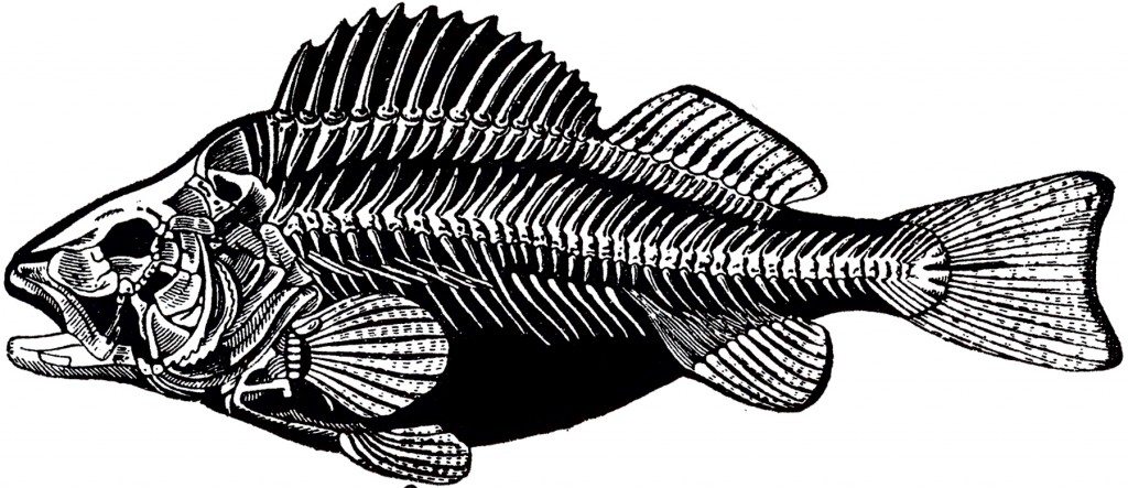 Download Vintage Fish Skeleton Image! - The Graphics Fairy