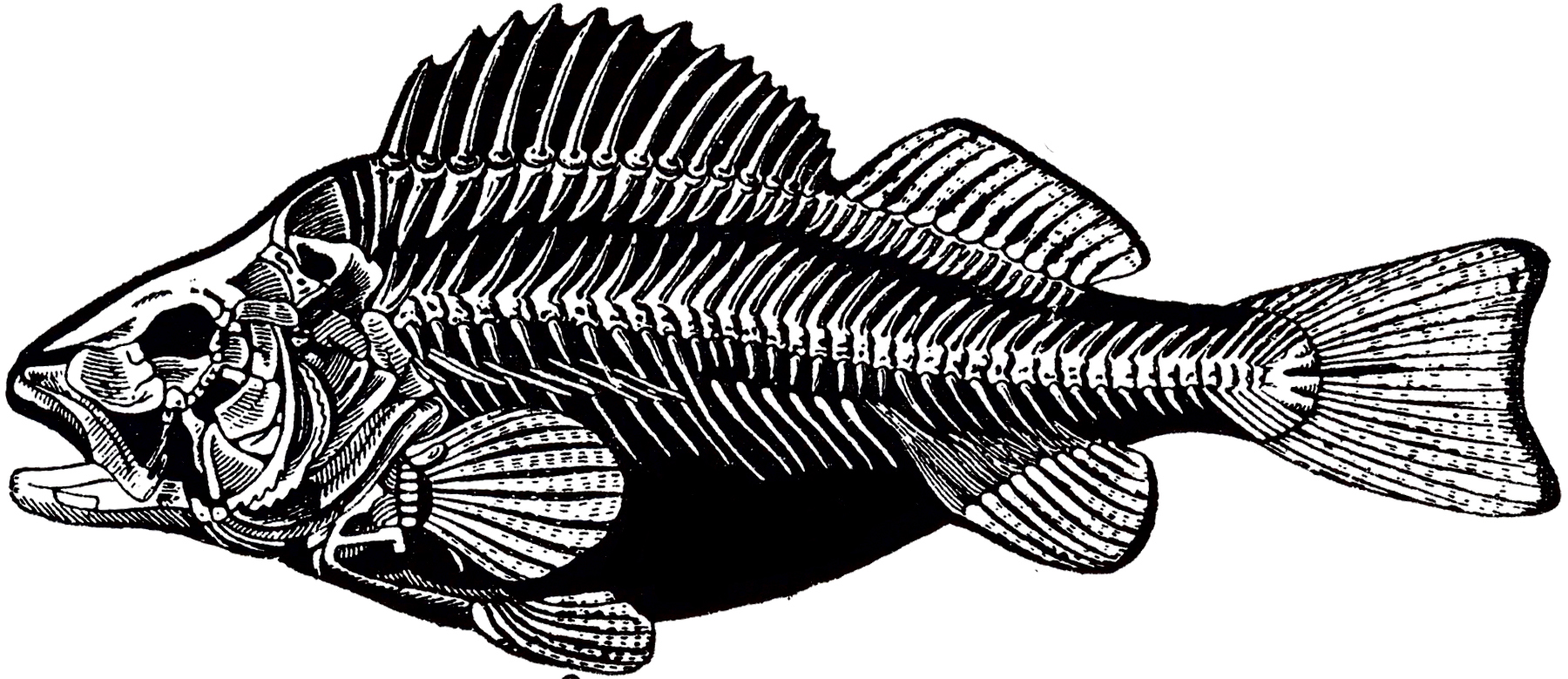 Vintage Fish Skeleton Image! - The Graphics Fairy