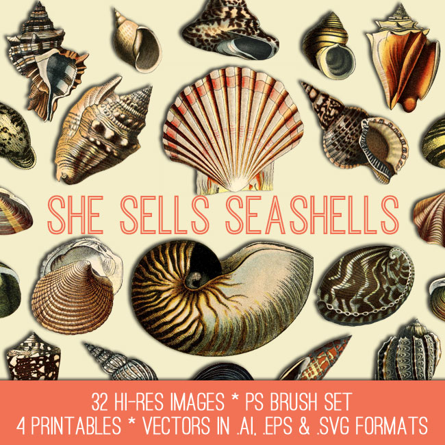 seashells collage