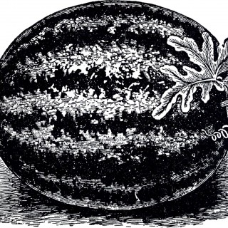 Free Public Domain Watermelon Image