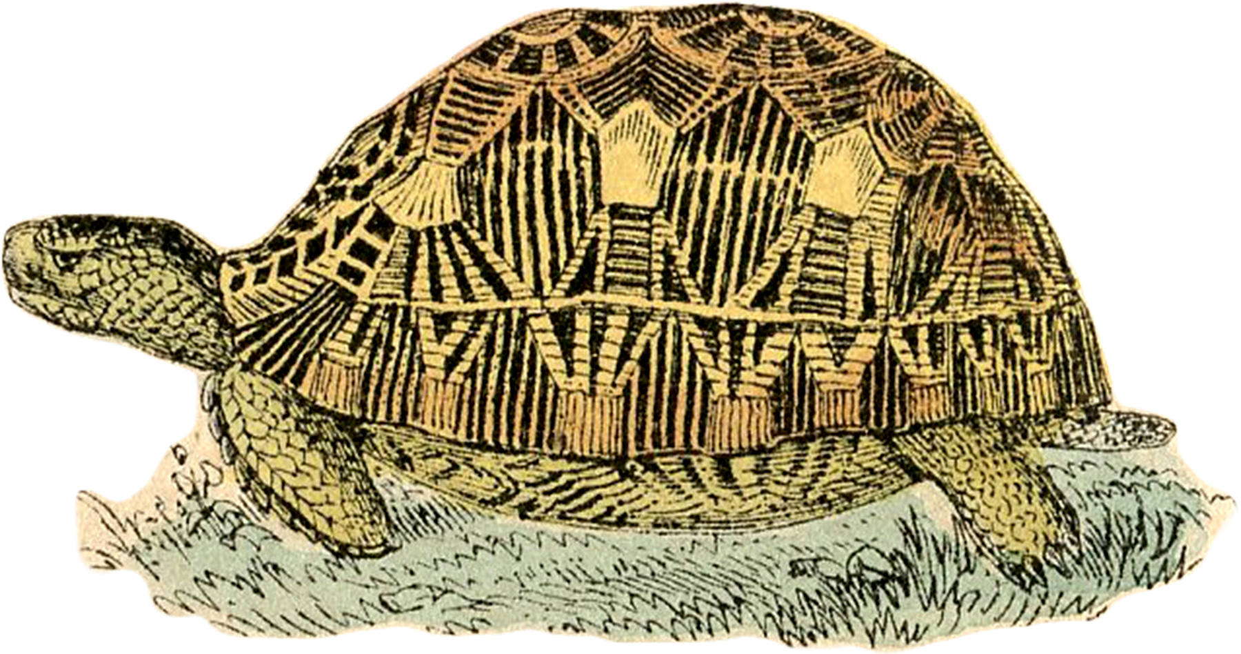 Turtle графика. Черепаха Винтаж. Скелет черепахи. Черепашья Графика. Векторная Графика черепаха.