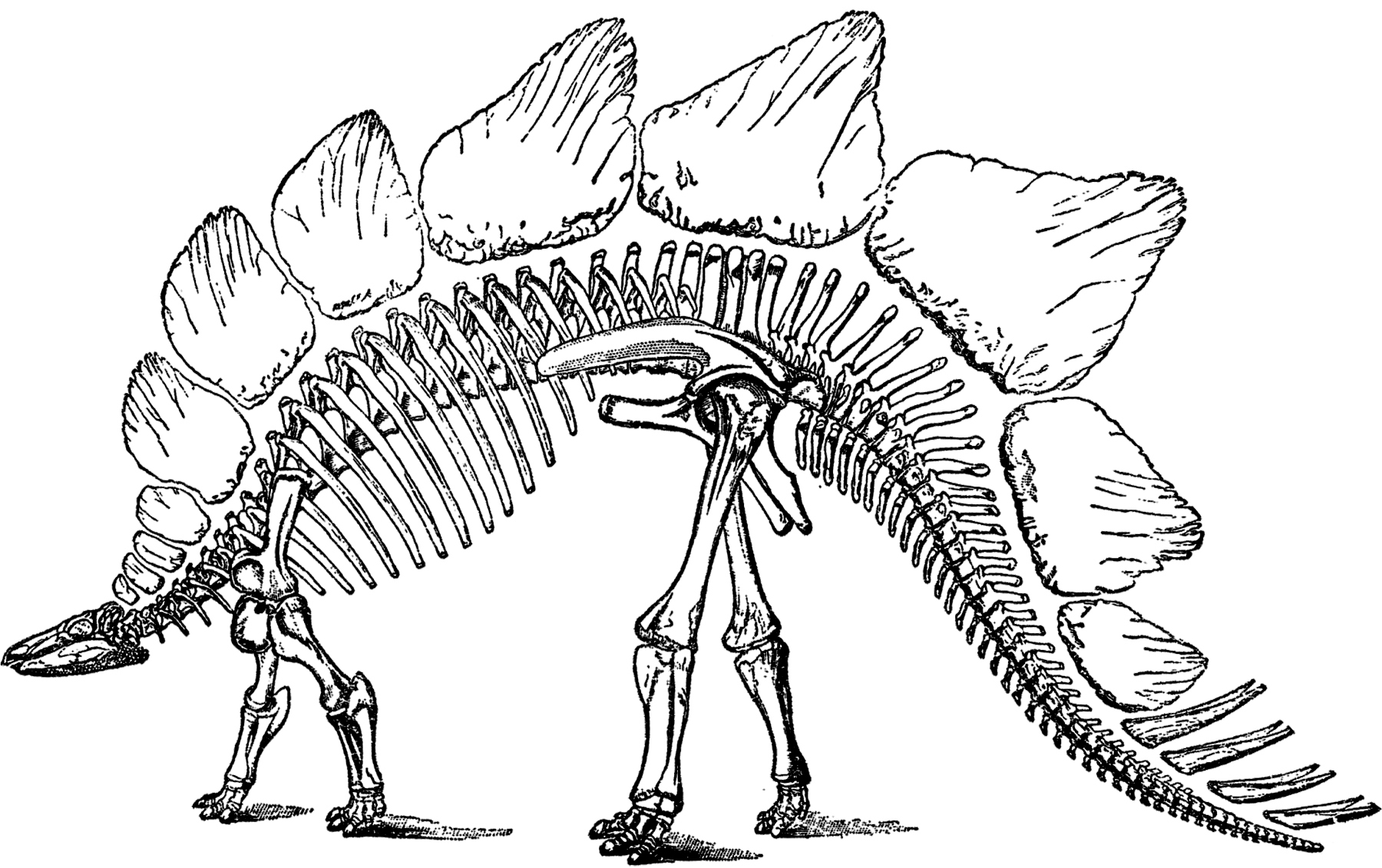 Public Domain Dinosaur Bones Image Stegosaurus The Graphics Fairy