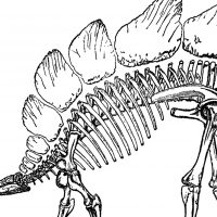 Dinosaur Bones clipart