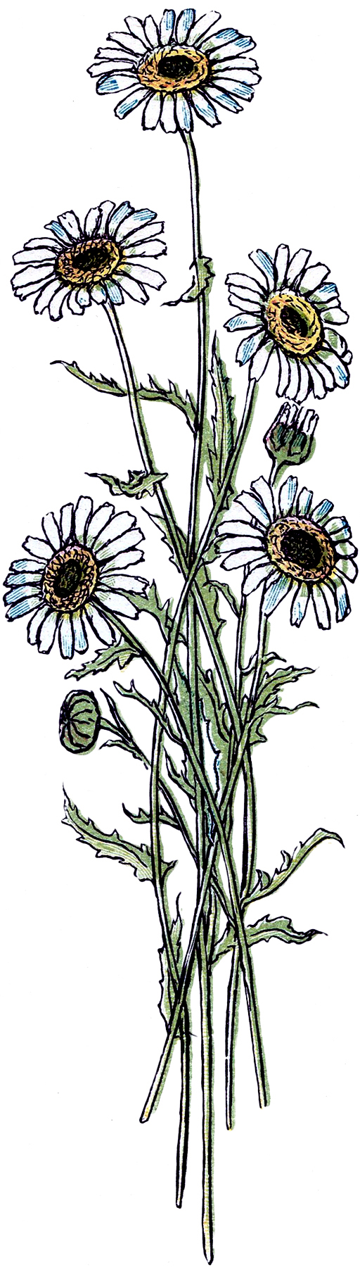 Pretty Vintage Daisy Drawing! - The Graphics Fairy