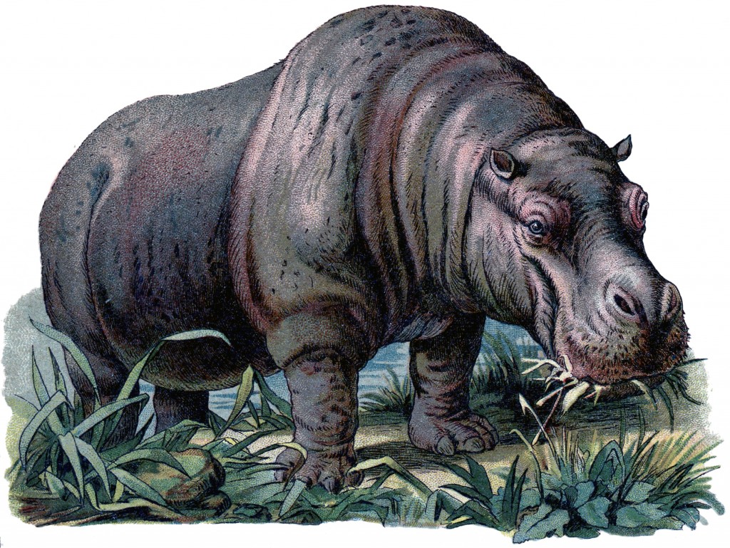 Vintage Hippo Image