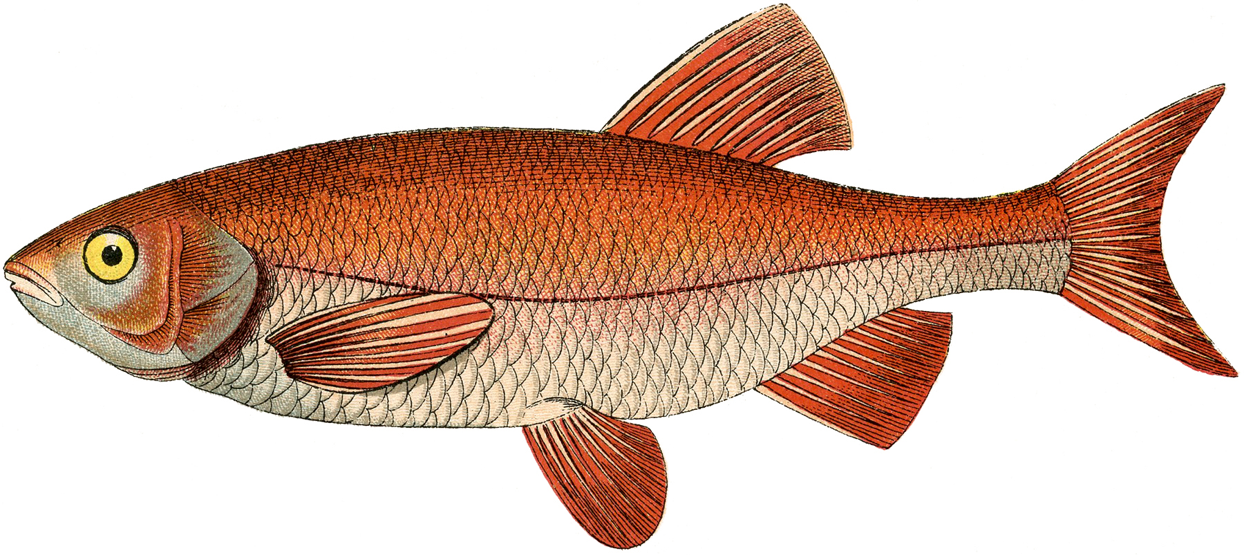 writ of assistance clipart fish