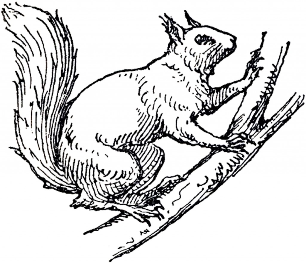 Vintage Squirrel Illustration