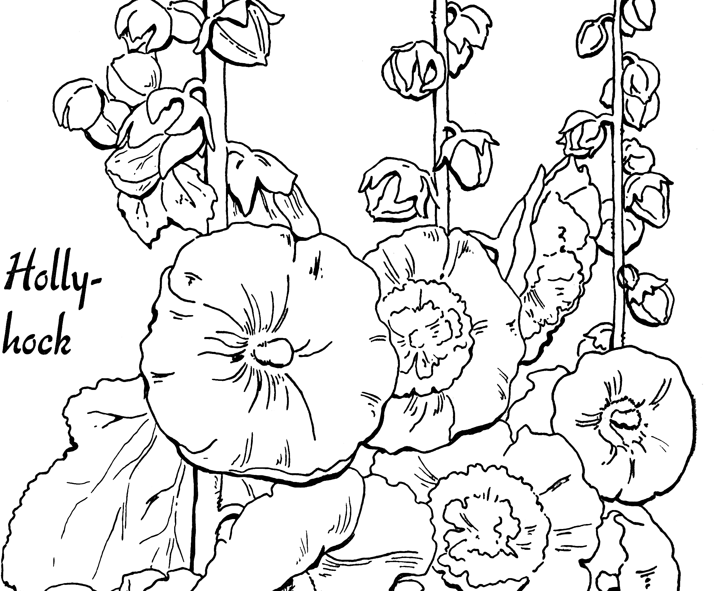 Download Adult Coloring Page Hollyhocks - Lovely! - The Graphics Fairy