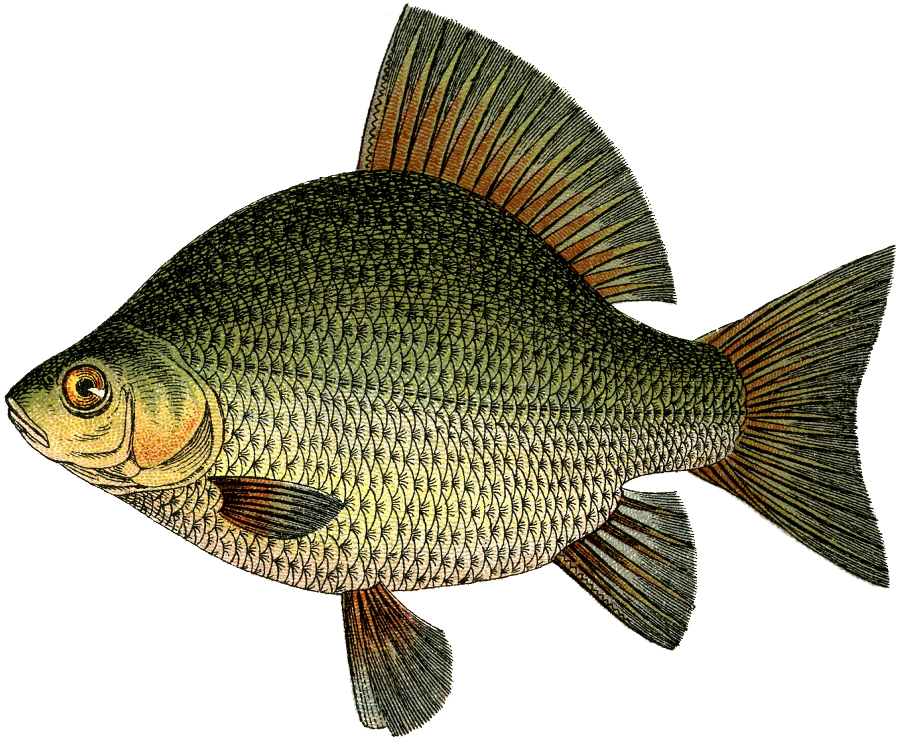 fuld julemand clipart fish