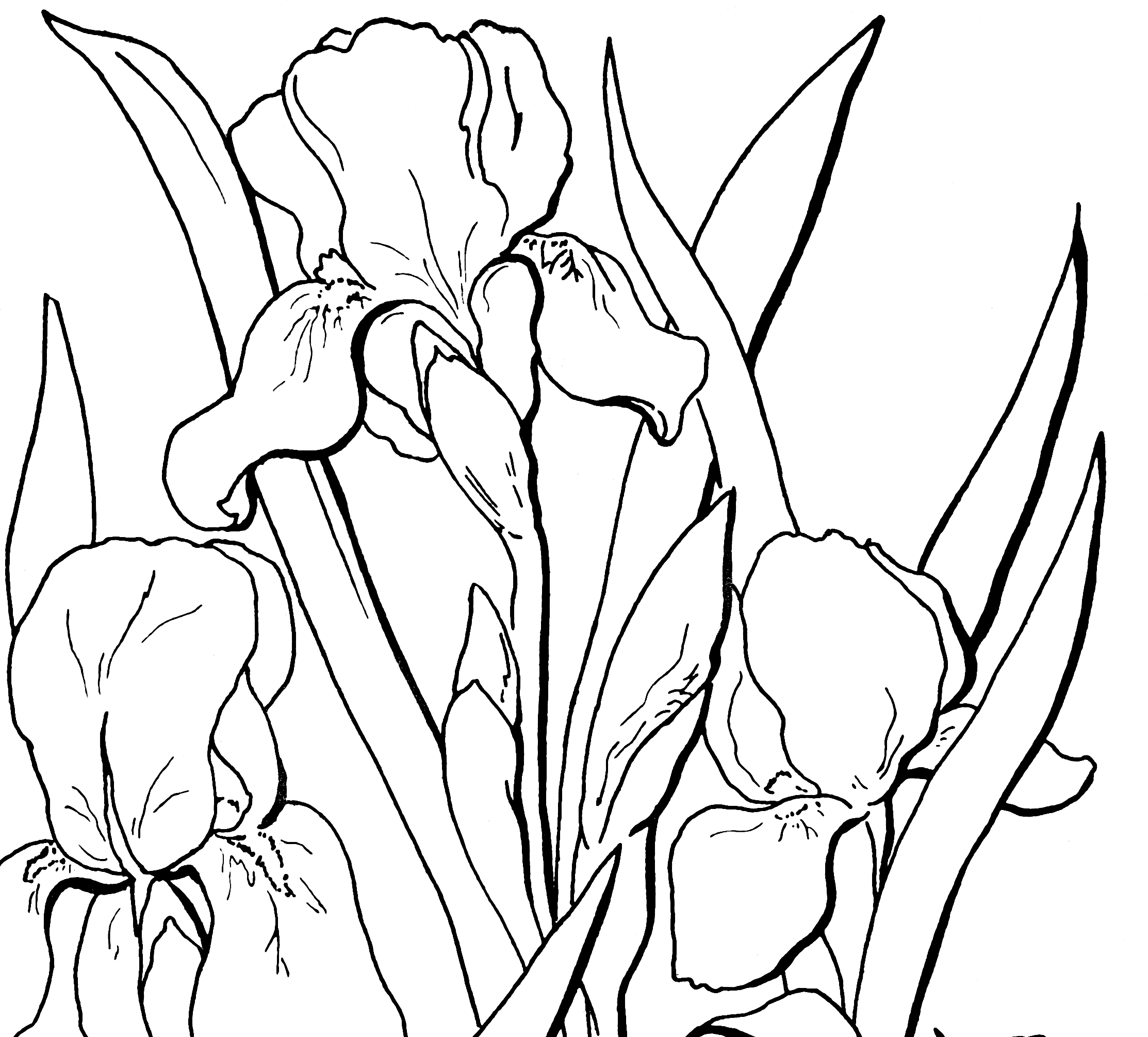 Free Adult Floral Coloring Page sm GraphicsFairy1