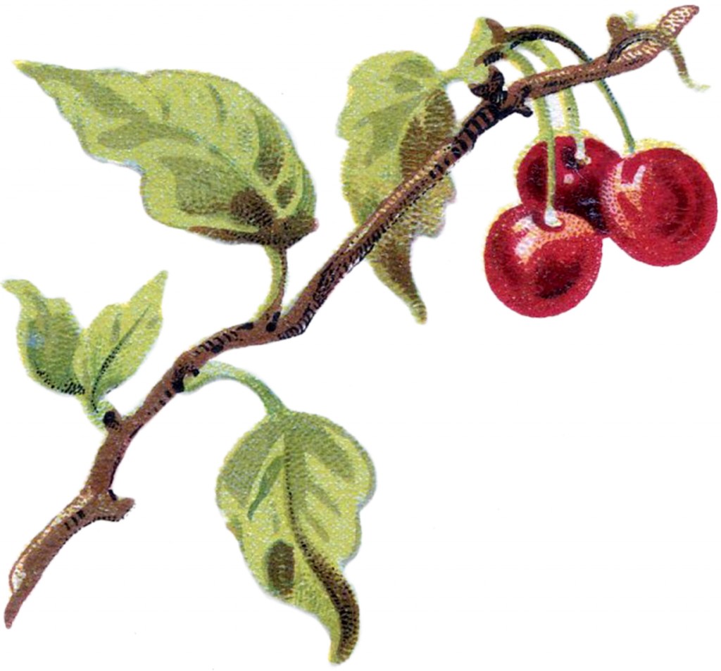 Public Domain Cherries Image