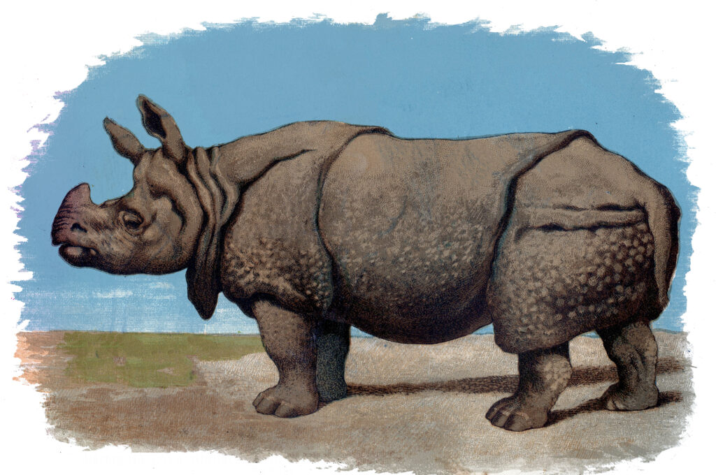 Rhinoceros Image