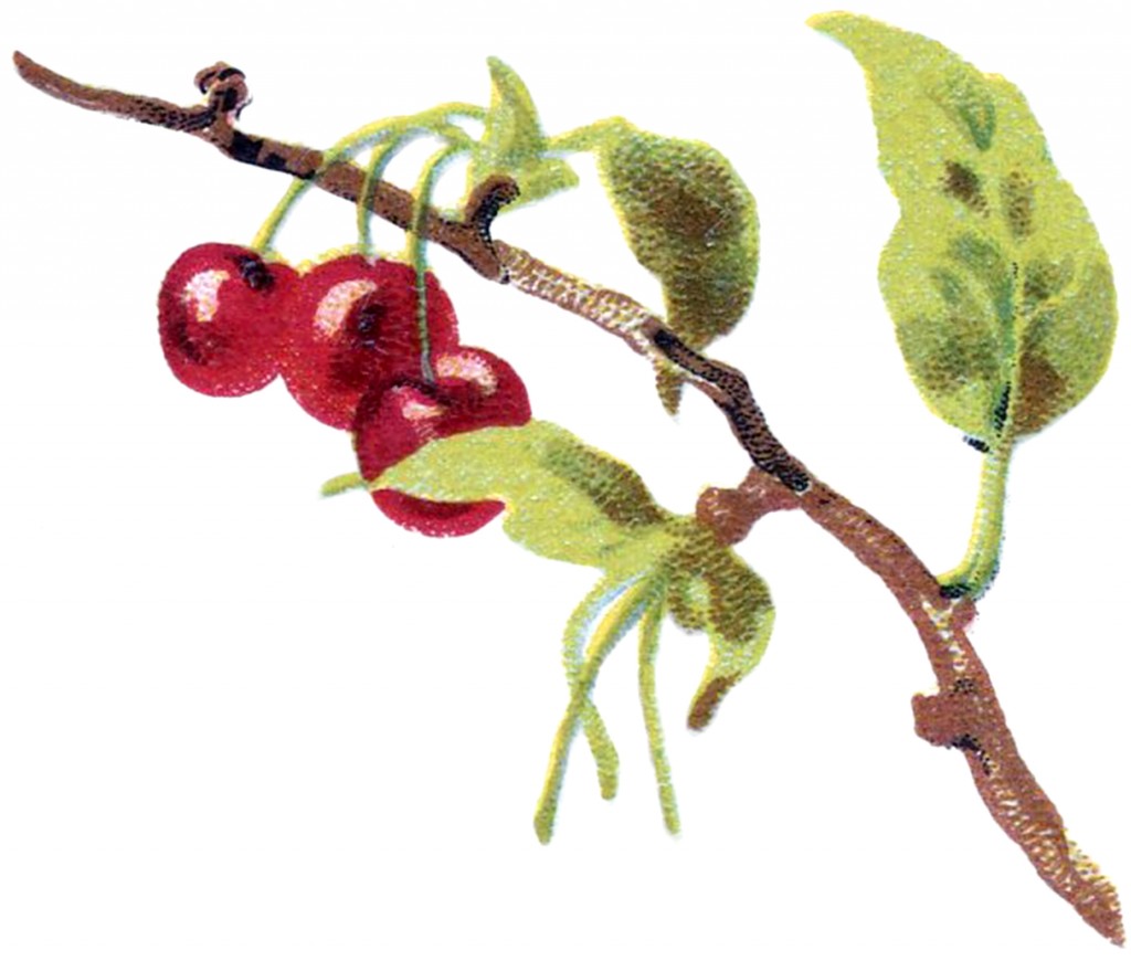 Vintage Cherry Branch Image