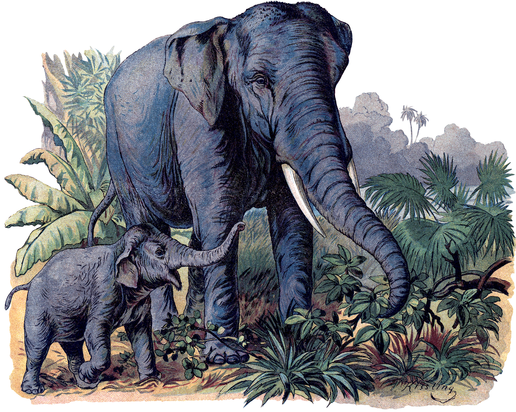 Vintage Elephants Image! - The Graphics Fairy