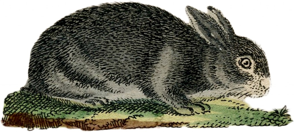 Vintage Gray Rabbit Image