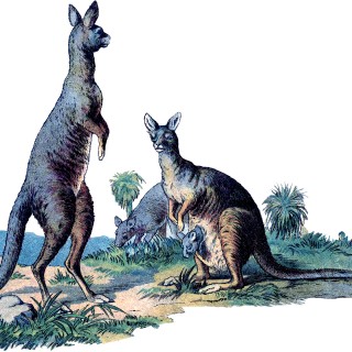 Vintage Kangaroo Image
