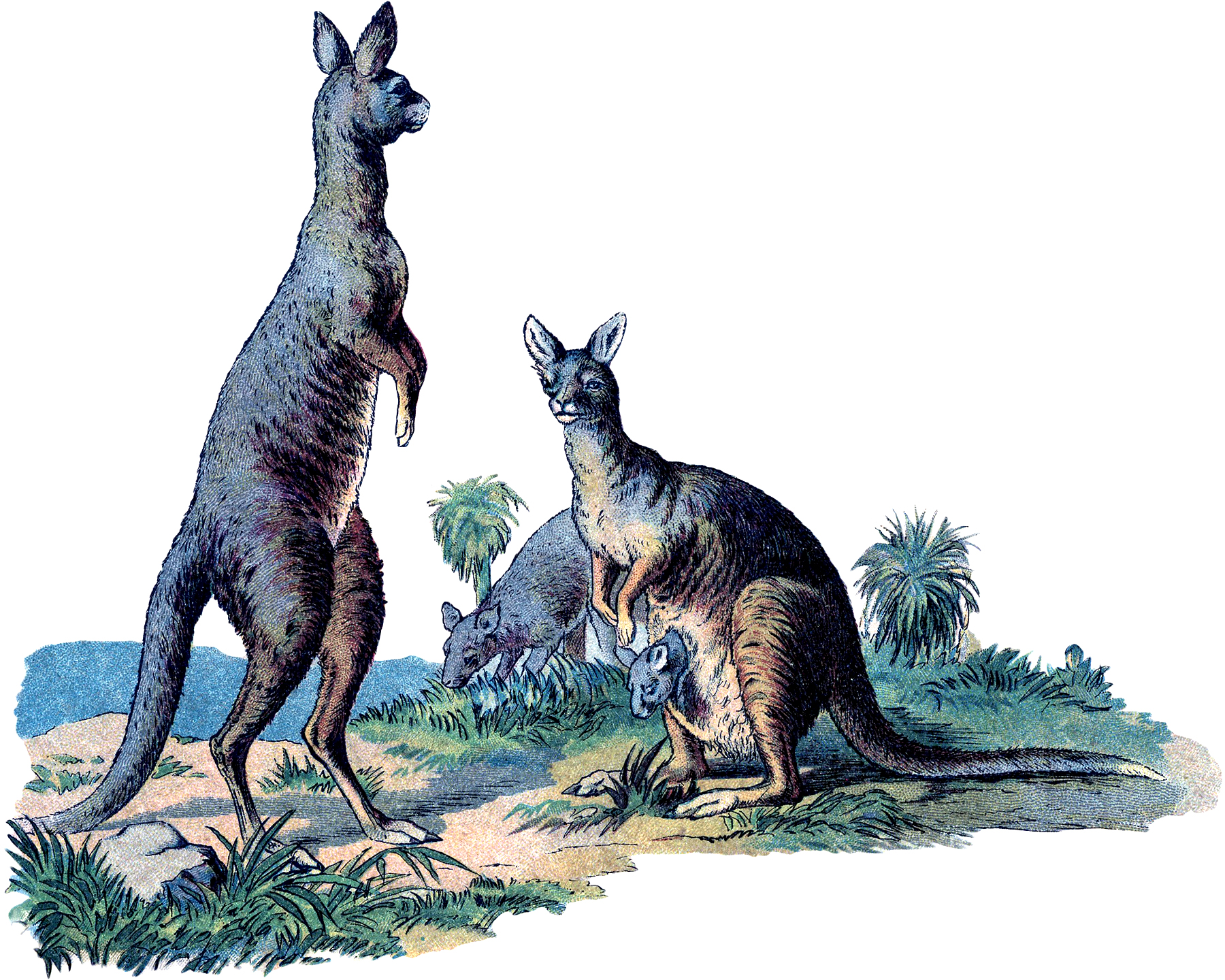 Vintage Kangaroo Image