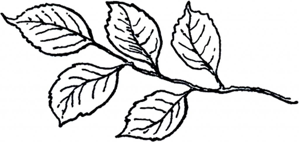 Vintage Line Art Leaves! - The Graphics Fairy