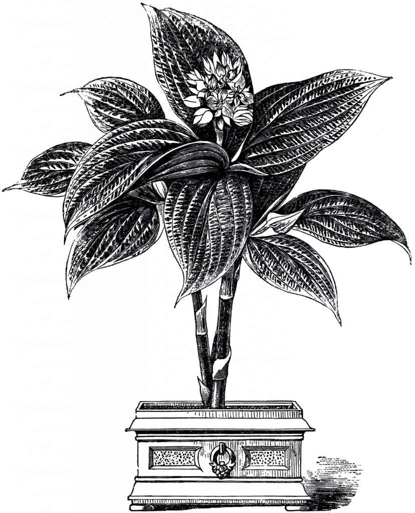 Vintage Plant in Urn Image