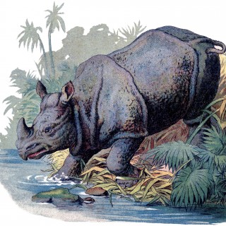 Vintage Rhino Image