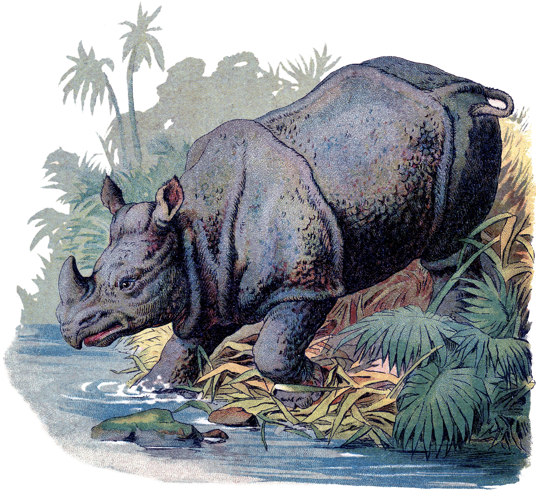 Vintage Rhino Image