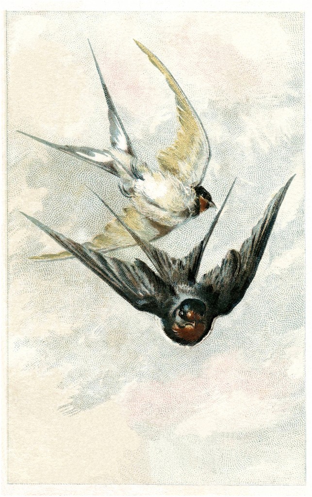 Vintage Swallows Image