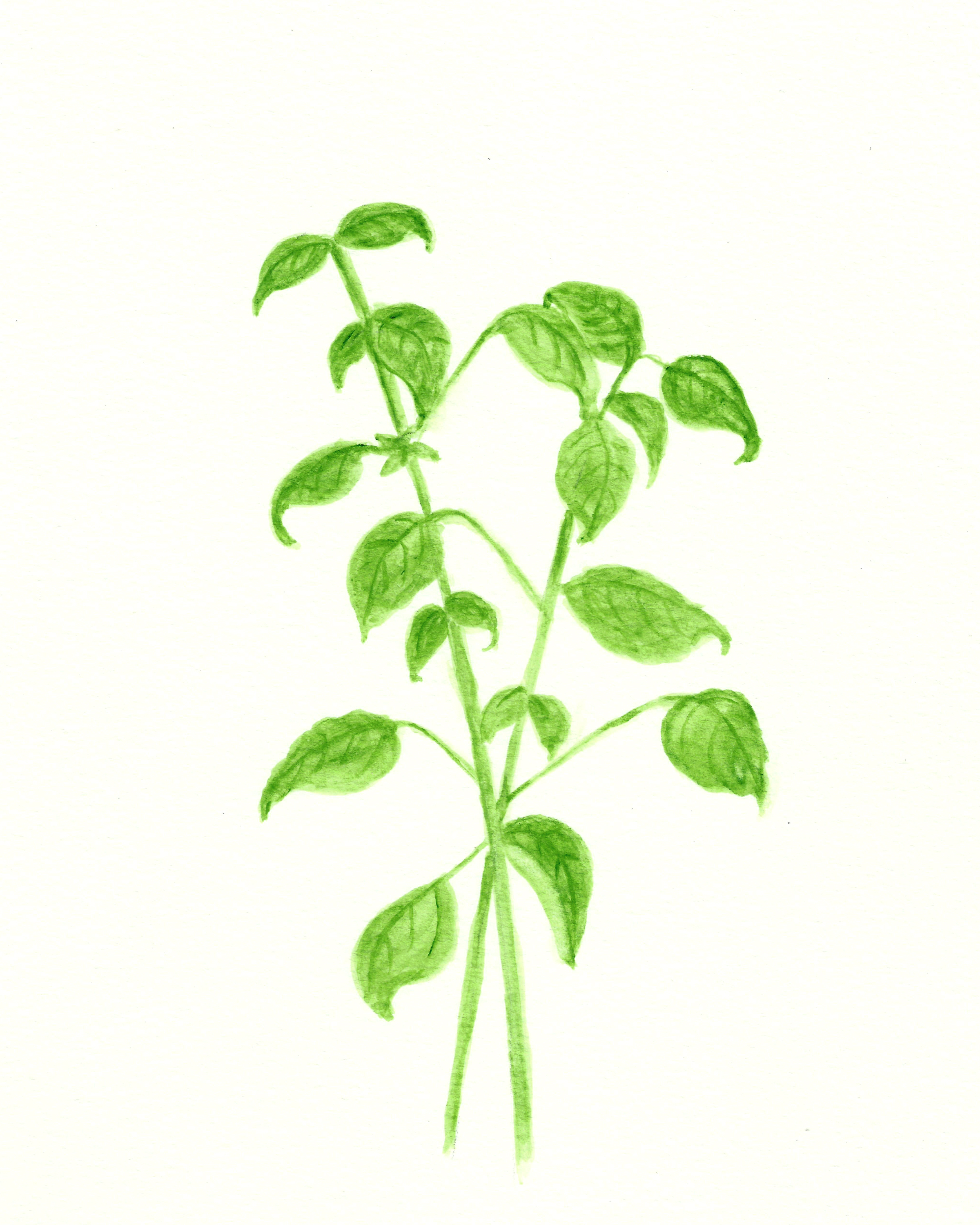 Free Basil and Sage Herb Watercolor Printables! - The 