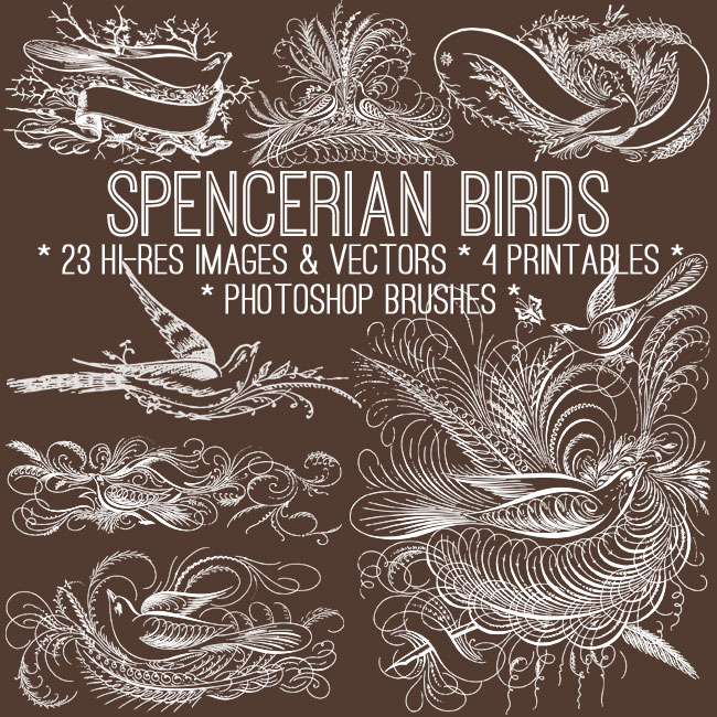 spencerian birds collage
