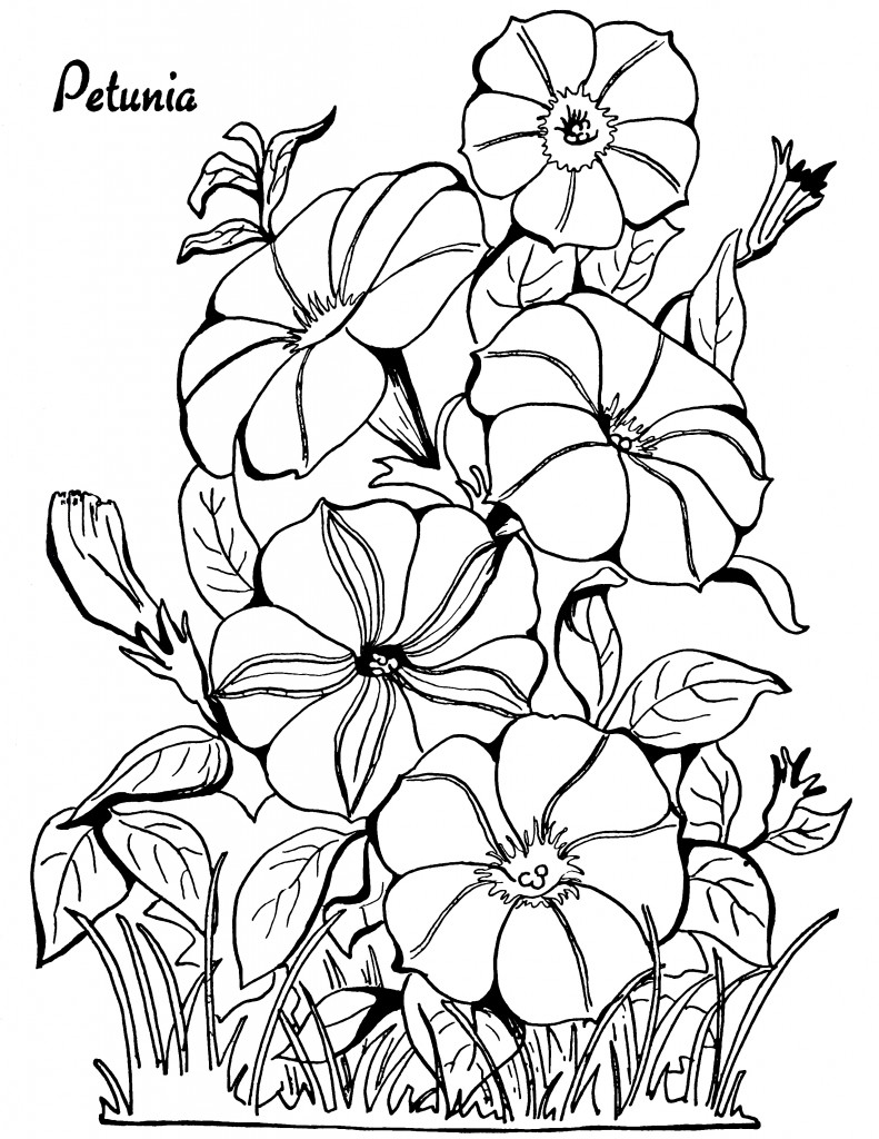 Download Adult Coloring Page Petunias! - The Graphics Fairy