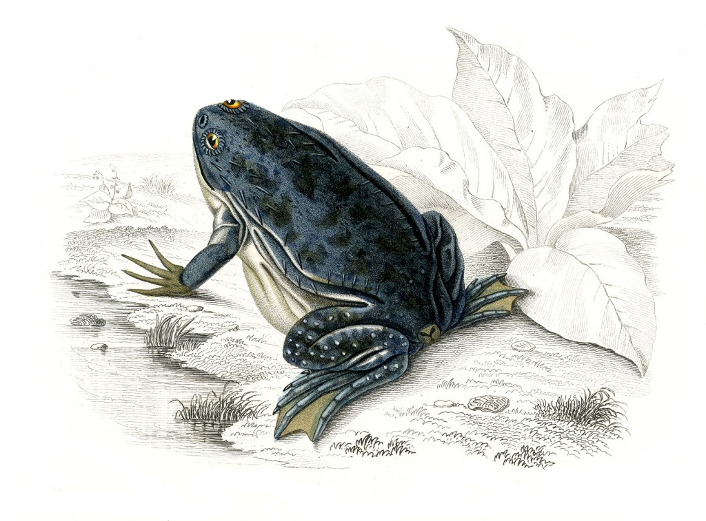 Antique Frog Image