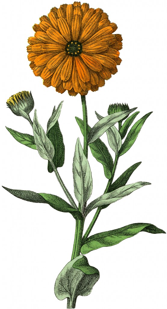 Botanical Marigold Image - The Graphics Fairy