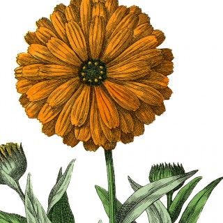 orange marigold flower image