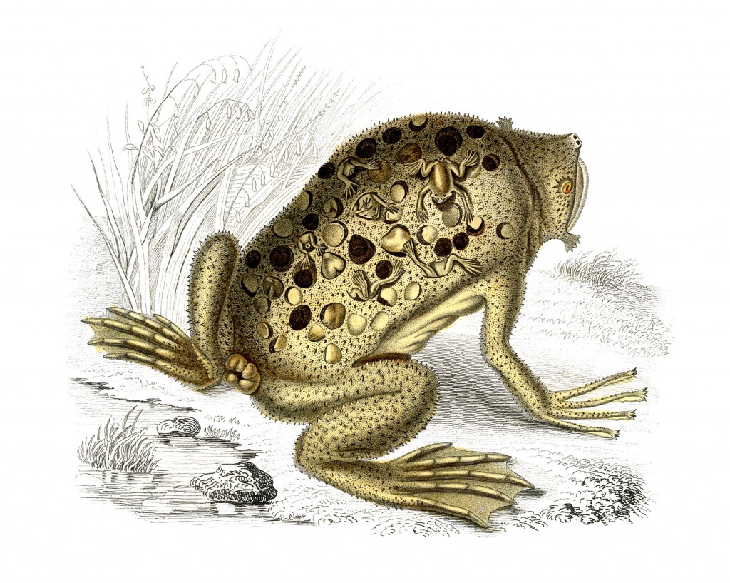 Natural History Frog Image