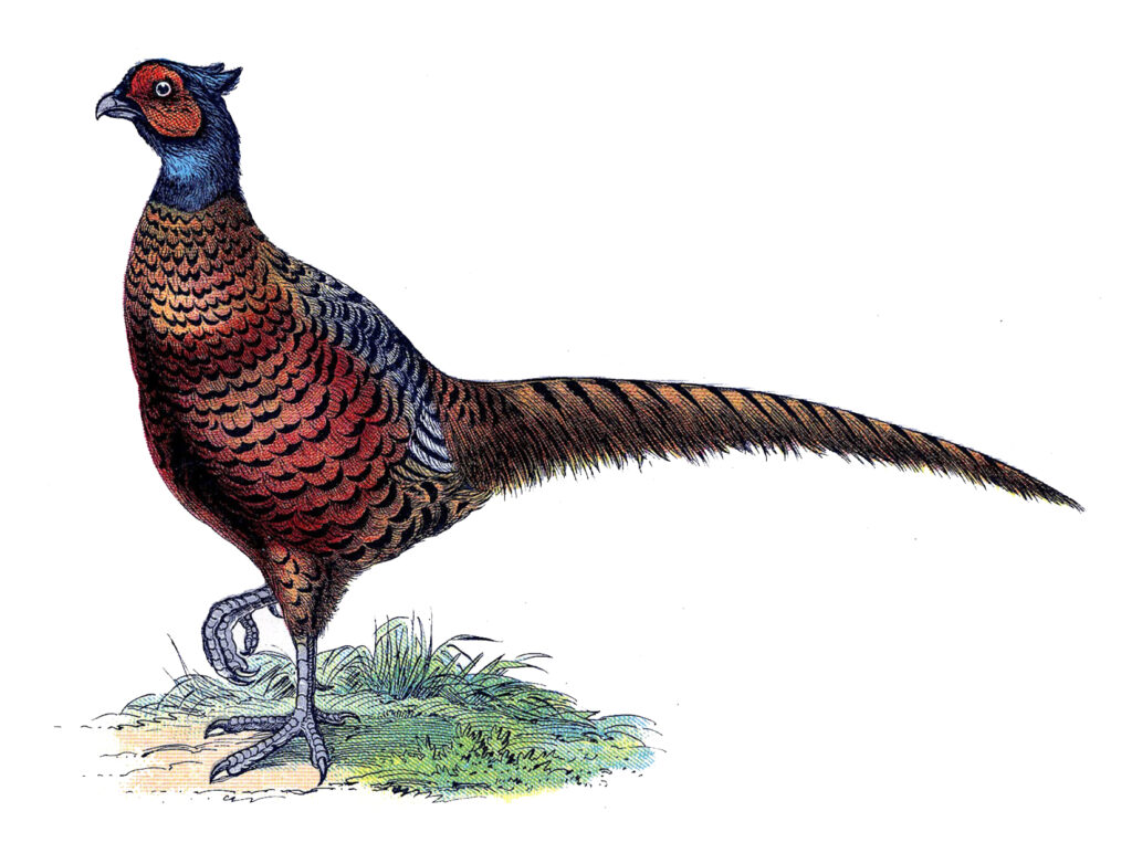 Pheasant Image