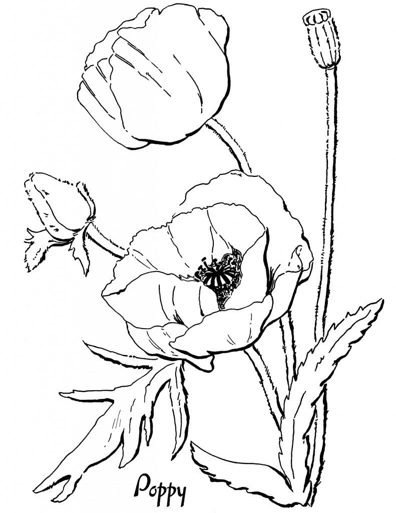 Download Poppy Coloring Page for Adults! - The Graphics Fairy