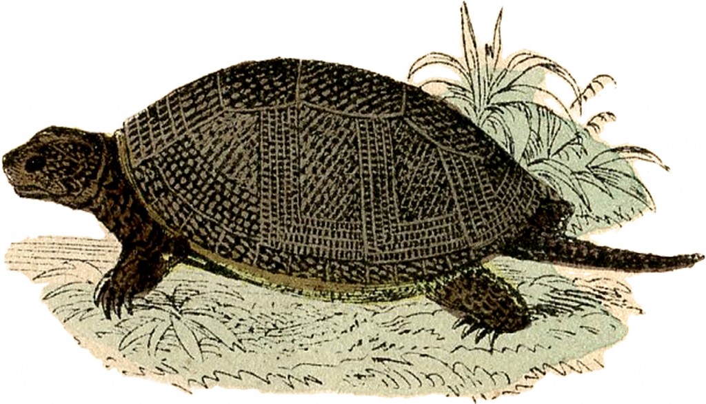 Turtle Illustration with Beautiful SHell