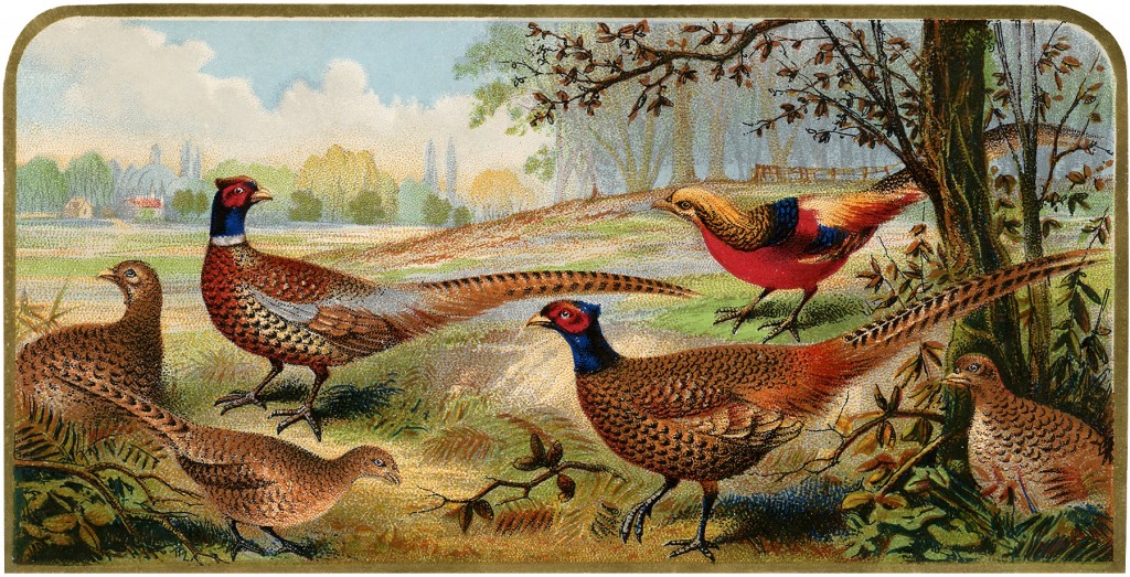 Vintage Pheasants Image