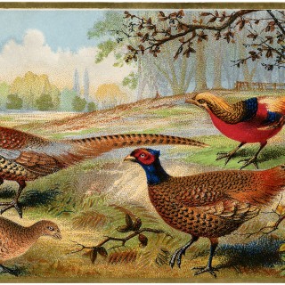 Vintage Pheasants Image